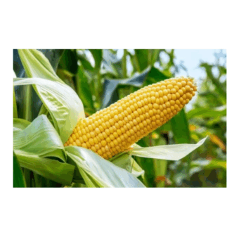 A00d5e89c00c24a4b94745de2734e1142m Corn/maize GMO and Non GMO (yellow corn kernel )