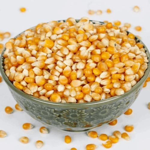 A2fa6e201a5df4c36ae3373f3c075d15an Corn/maize GMO and Non GMO (yellow corn kernel )