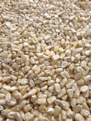 A5b86d64839cf4b2691c3e39b9d47293a1 Corn/maize GMO and Non GMO (White corn kernel )