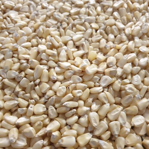 A5b86d64839cf4b2691c3e39b9d47293a1 Corn/maize GMO and Non GMO (White corn kernel )