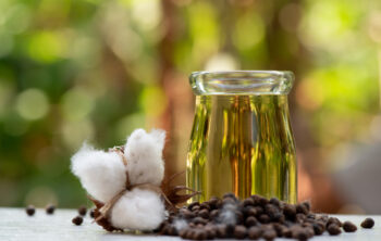 Dried,Cotton,Flower,Or,Gossypium,Oil,And,Seeds,In,A Cottonseed Oil