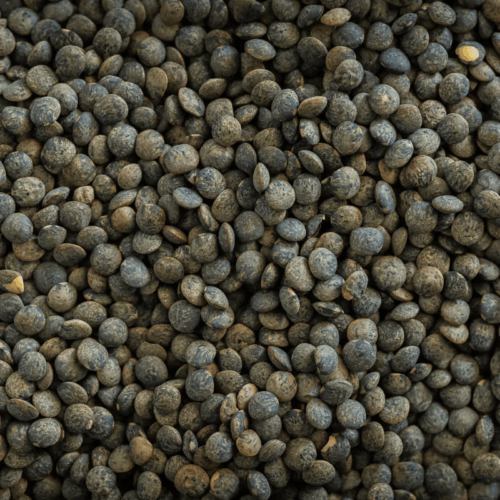 French-Green-Lentils (1) Green Lentils