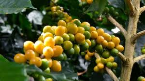 images (10) Catuai Coffee