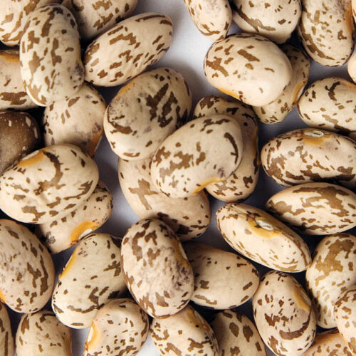 pinto Pinto beans